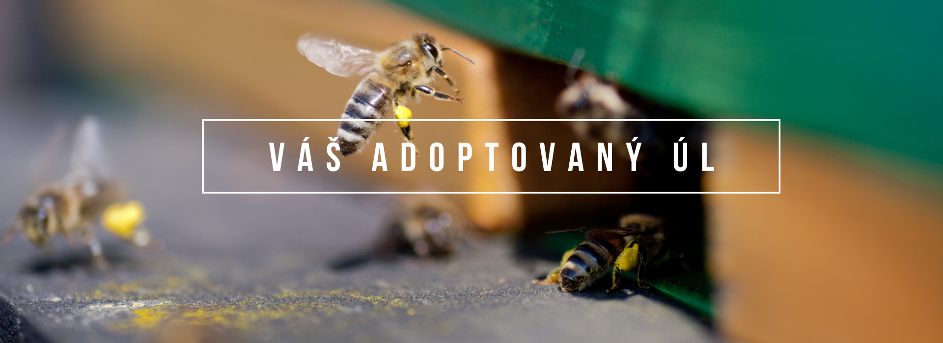 mojemedonosky (1920 x 700 px) - 3